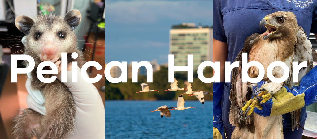 Three photos of nature in Miami for the Pelican Harbor Seabird Station